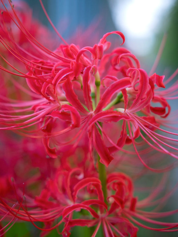 Spinlelies (Lycoris radiata) bollen kopen