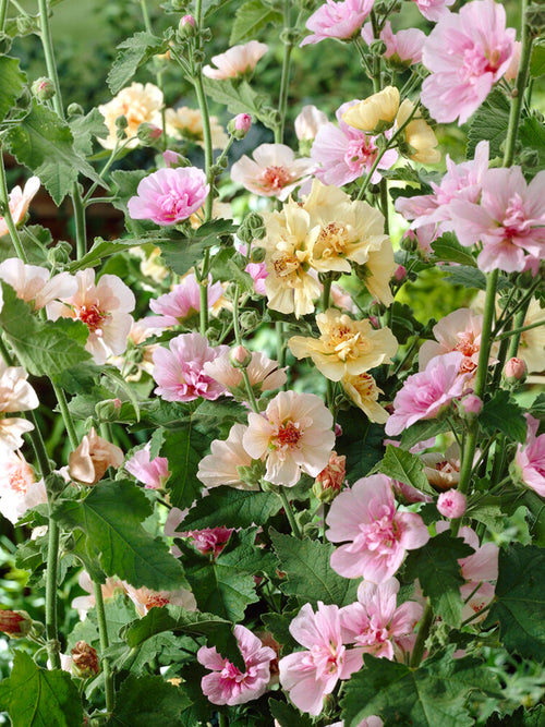 Stokrozen Chater's Single Mix (Alcea Rosea)