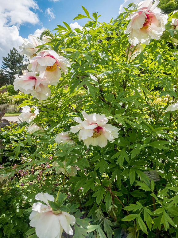 Peony Helene Martin