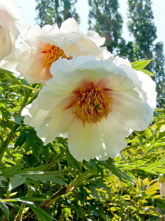 Peony Helene Martin, shipping to UK in the autumn