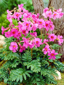 Incarvillea Delavayi (Tuingloxinia)