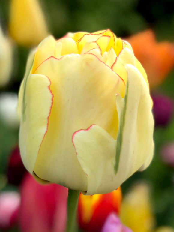 Koop tulpenbollen Akebono