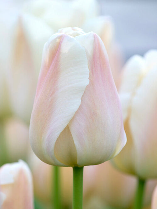 Kopen Tulp Apricot Pride bloembollen