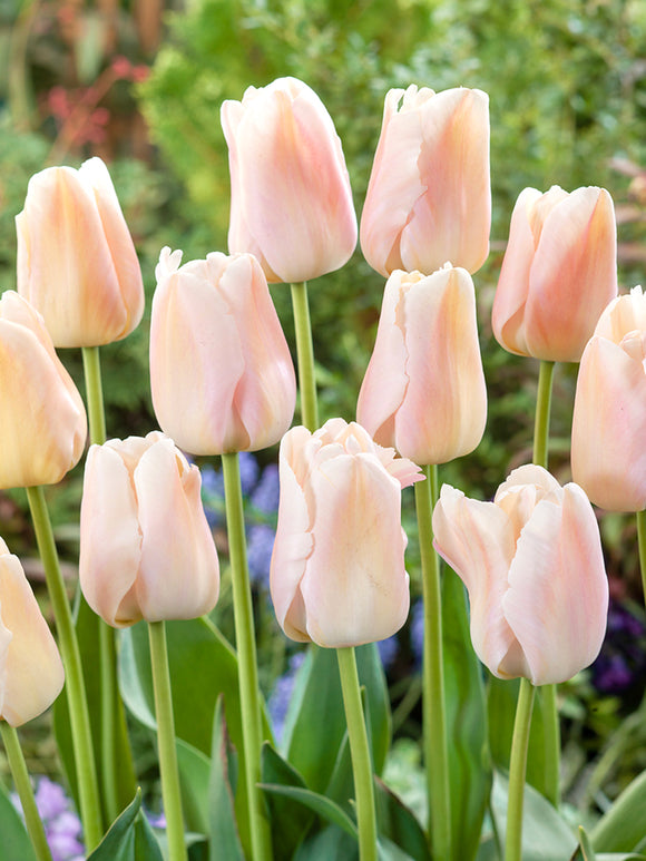 Kopen Tulp Apricot Pride bloembollen