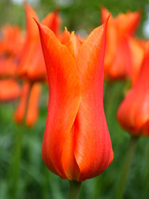 Tulp Ballerina