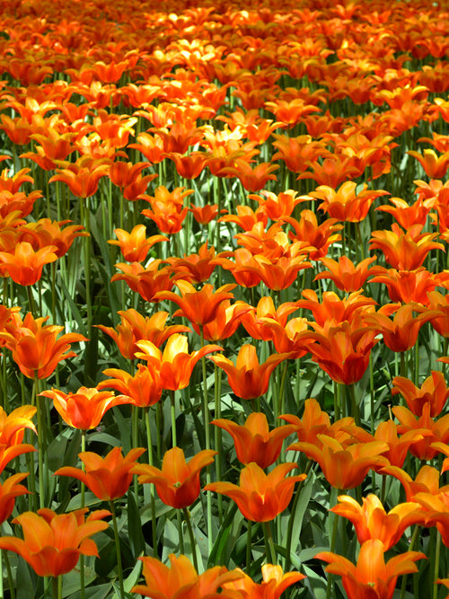 Tulip ballerina bulbs