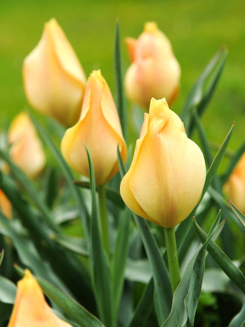 Tulip Battalini Bright Gem Bulbs