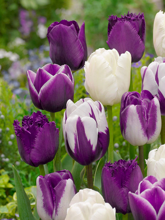 Tulpenkollektie Blueberry Snow - Tulpenbollen