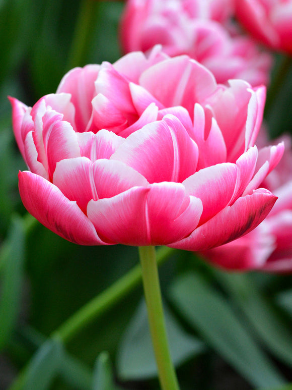 Tulipa Columbus - DutchGrown Flower Bulbs