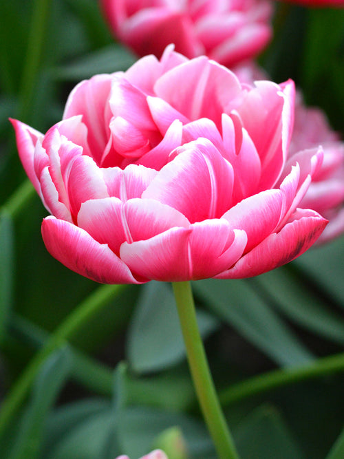 Tulip Columbus Bulbs