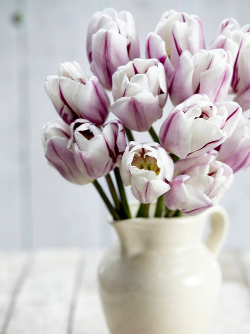 Tulpenbollen Flaming Flag