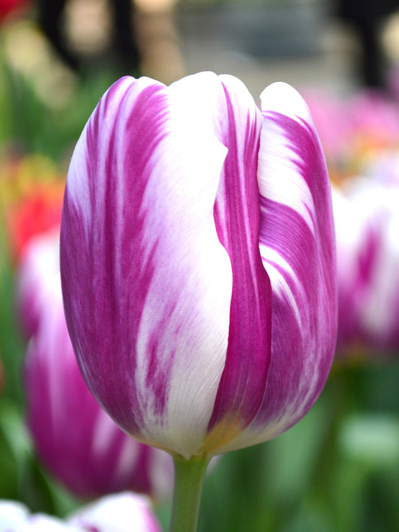 Tulpen Flaming Flag