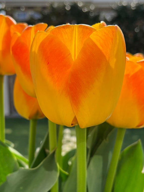 Tulp Goldfinch bloembol