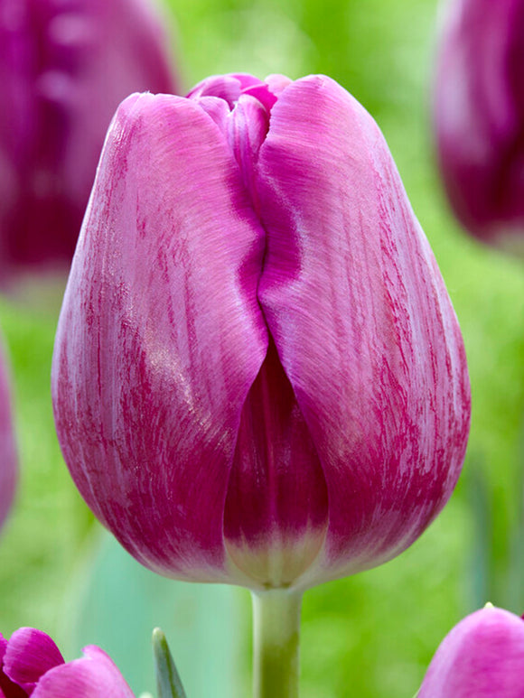 Tulp Imperial Garden