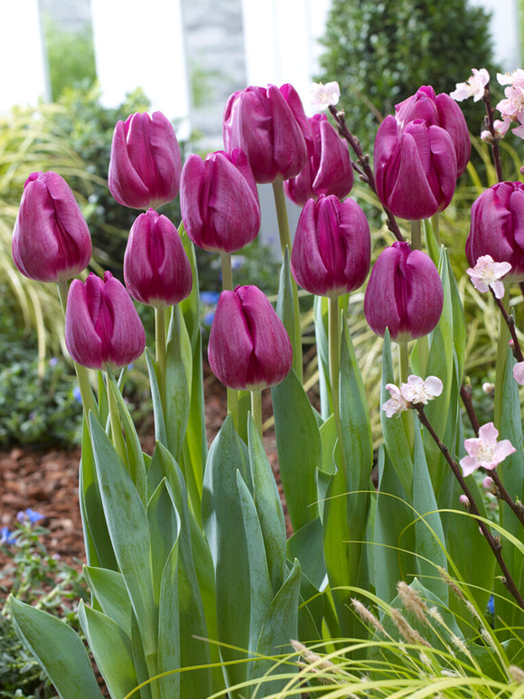 Tulp Imperial Garden