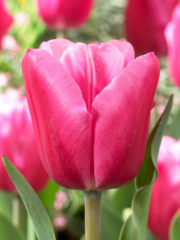 Tulp Jumbo Pink