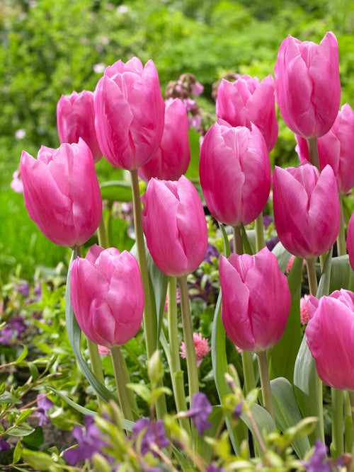 Tulp Jumbo Pink