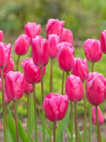 Tulp Jumbo Pink