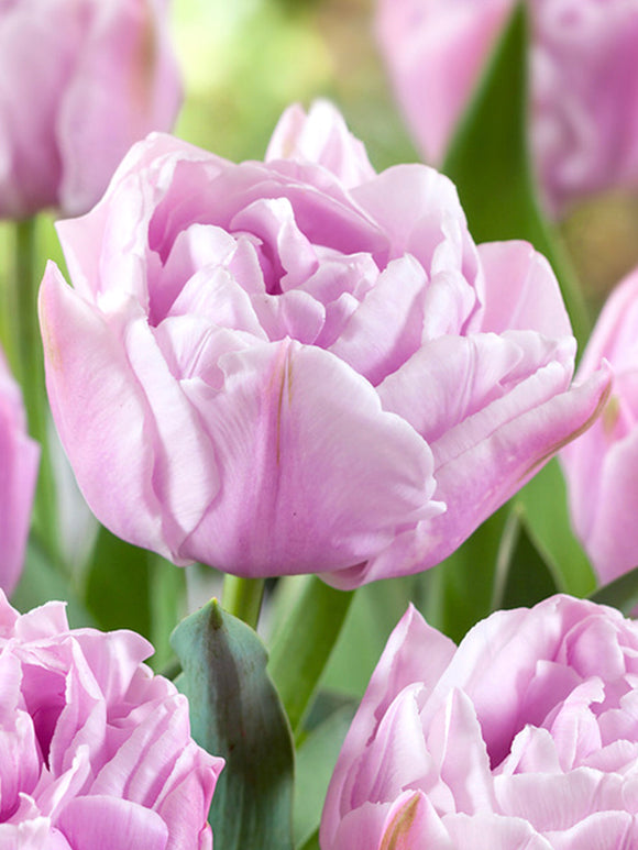 tulpenbollen Katinka