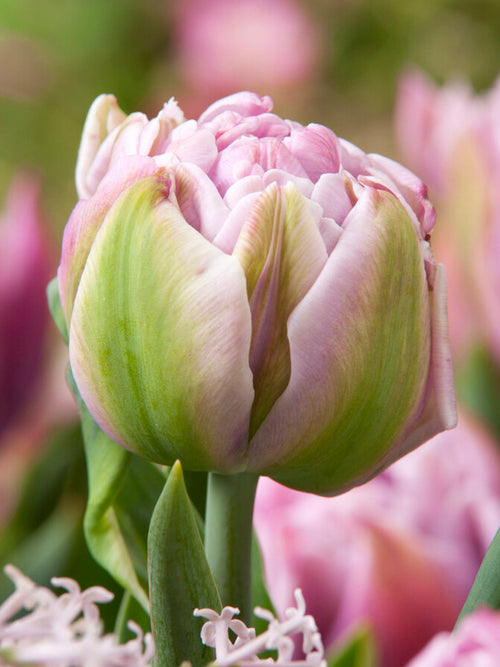 Tulp Katinka bestellen