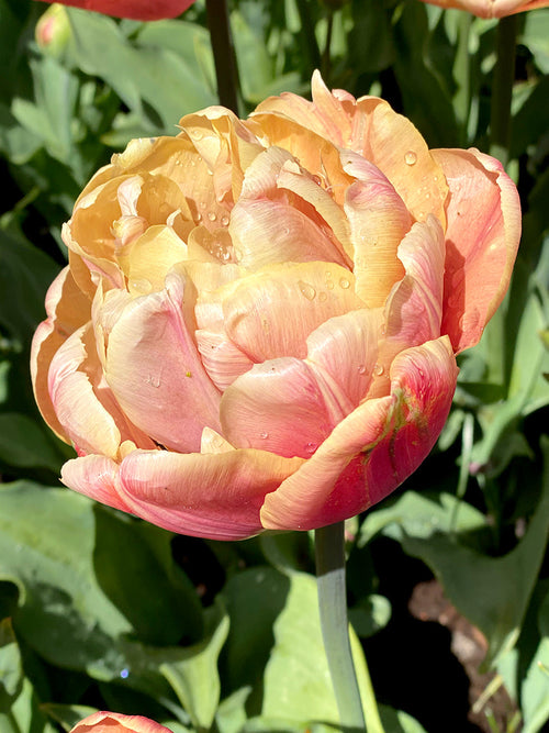 Kopen Tulp La Belle Epoque | DutchGrown™