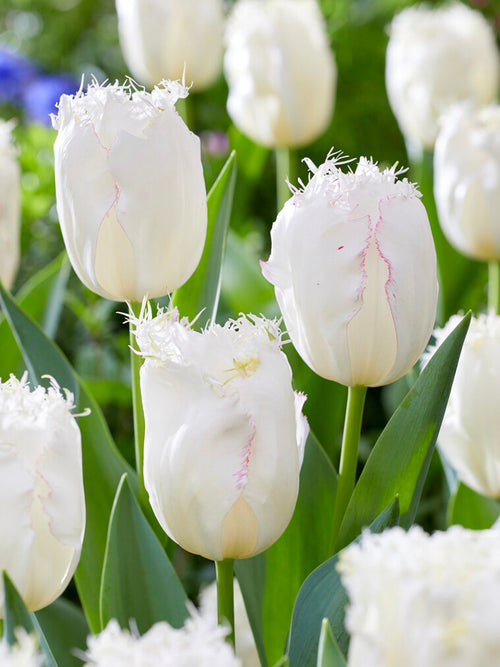 Tulip Lady Smile bulbs for autumn planting and shipping to UK