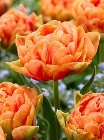 Tulp Orange Flavour