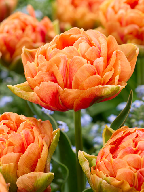 Tulp Orange Flavour Kopen 