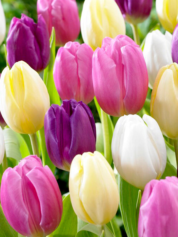 Tulp Philly Pastel Mix