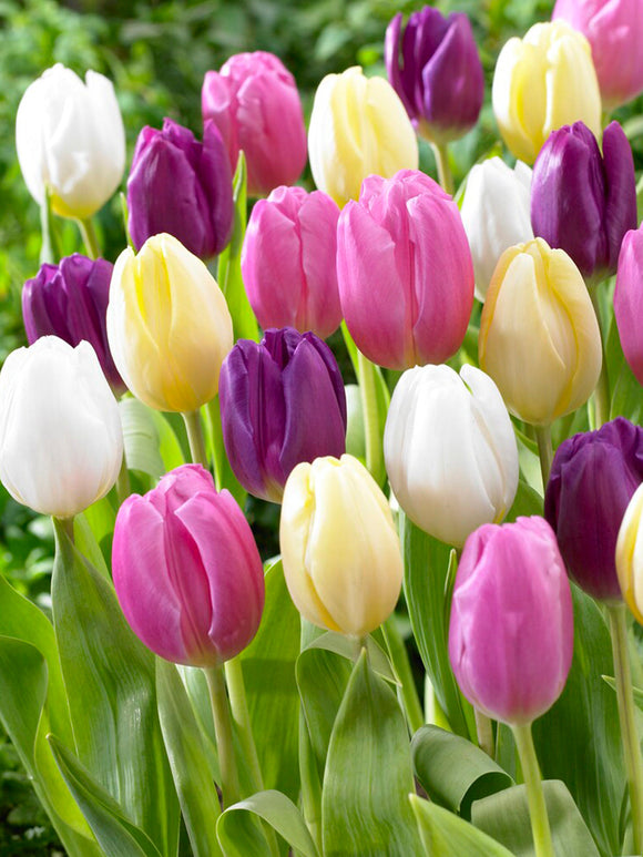 Tulp Philly Pastel Mix