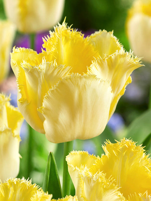 Tulp Rebellious kopen