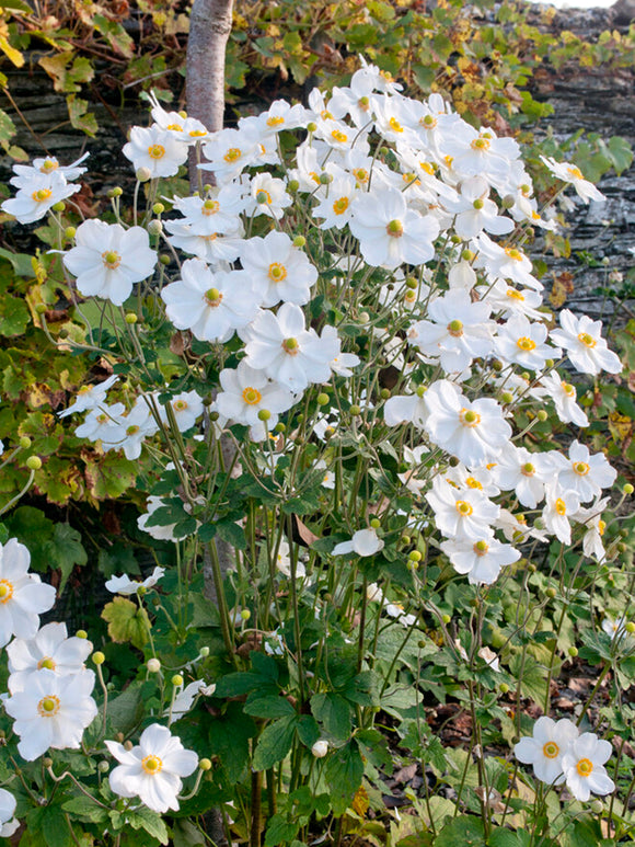 Witte Herfstanemonen Honorine Jobert vaste planten-3