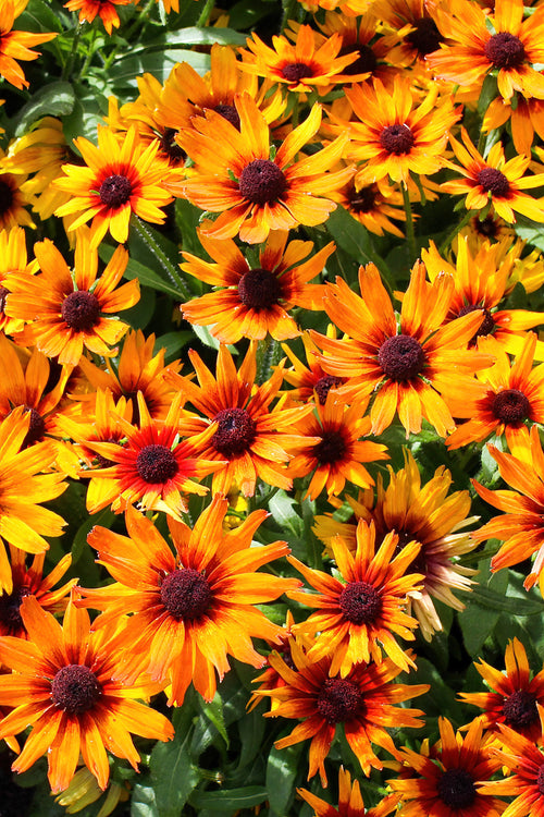 Zonnekruid - Helenium 'Mardi Gras' - kopen bestellen