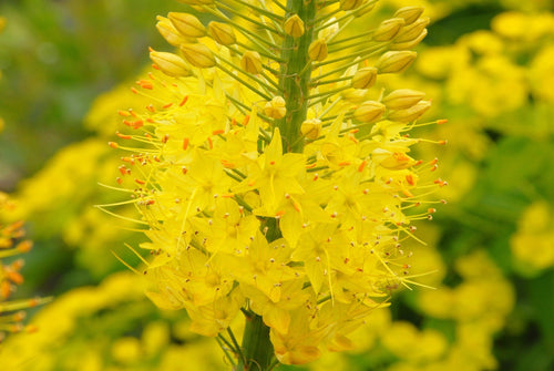 Kopen Eremurus (Foxtail Lily) Stenophylus Bungei