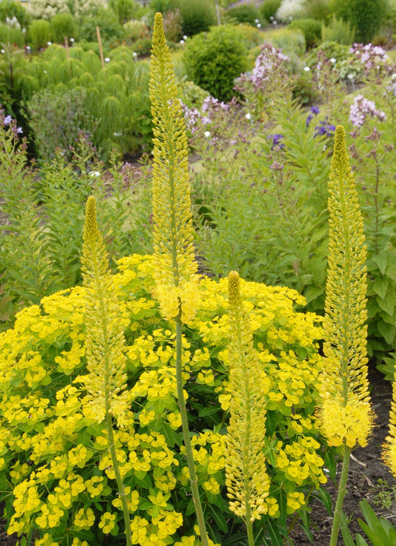 Eremurus (Foxtail Lily) Stenophylus Bungei