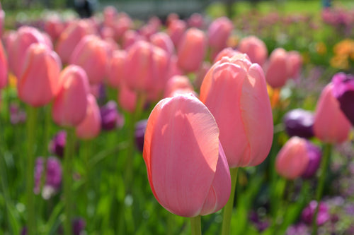 Tulip Single Late Tulip Pink Menton bulbs