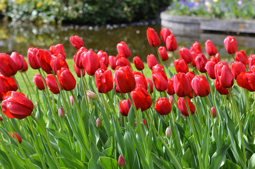 Red Large Tulip Bulbs for shipping to the UK