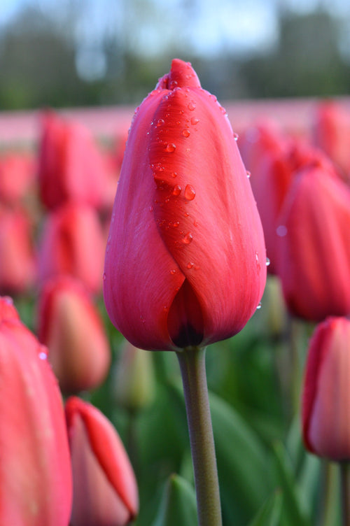 Red Large Tulip Bulbs for shipping to the UK