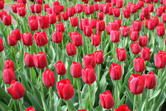 Red Large Tulip Bulbs for shipping to the UK